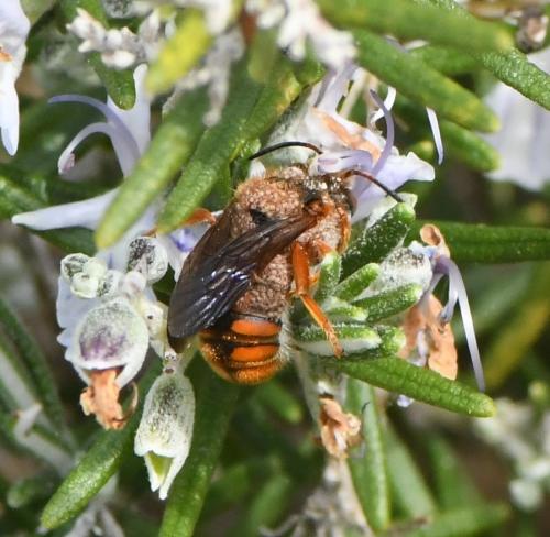 Réf. 224 651 : Rhodanthidium sticticum